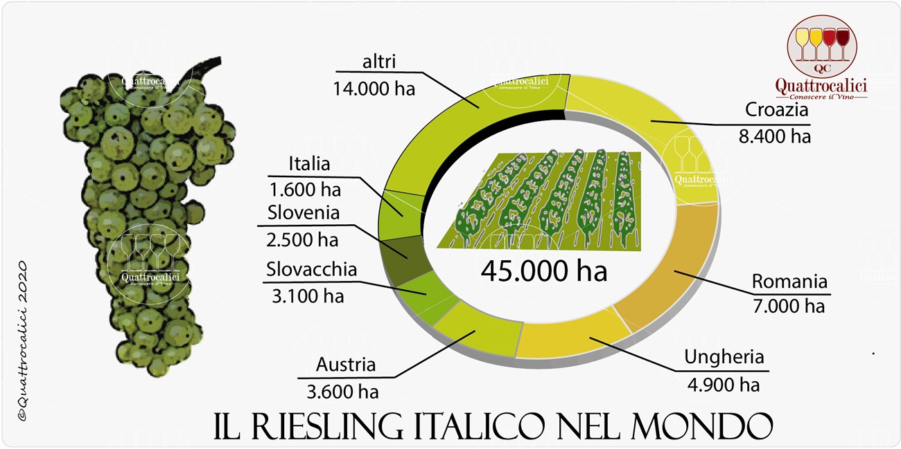 il riesling italico nel mondo