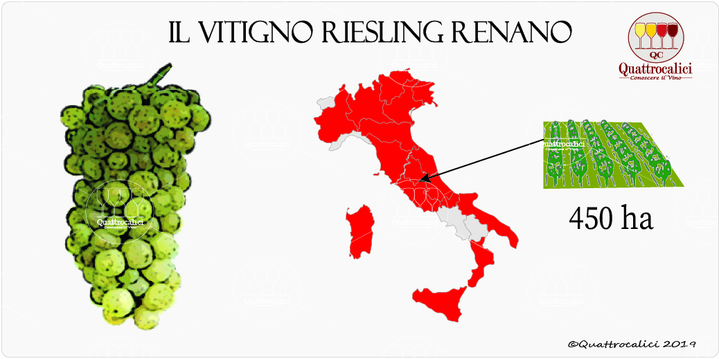 vitigno riesling renano
