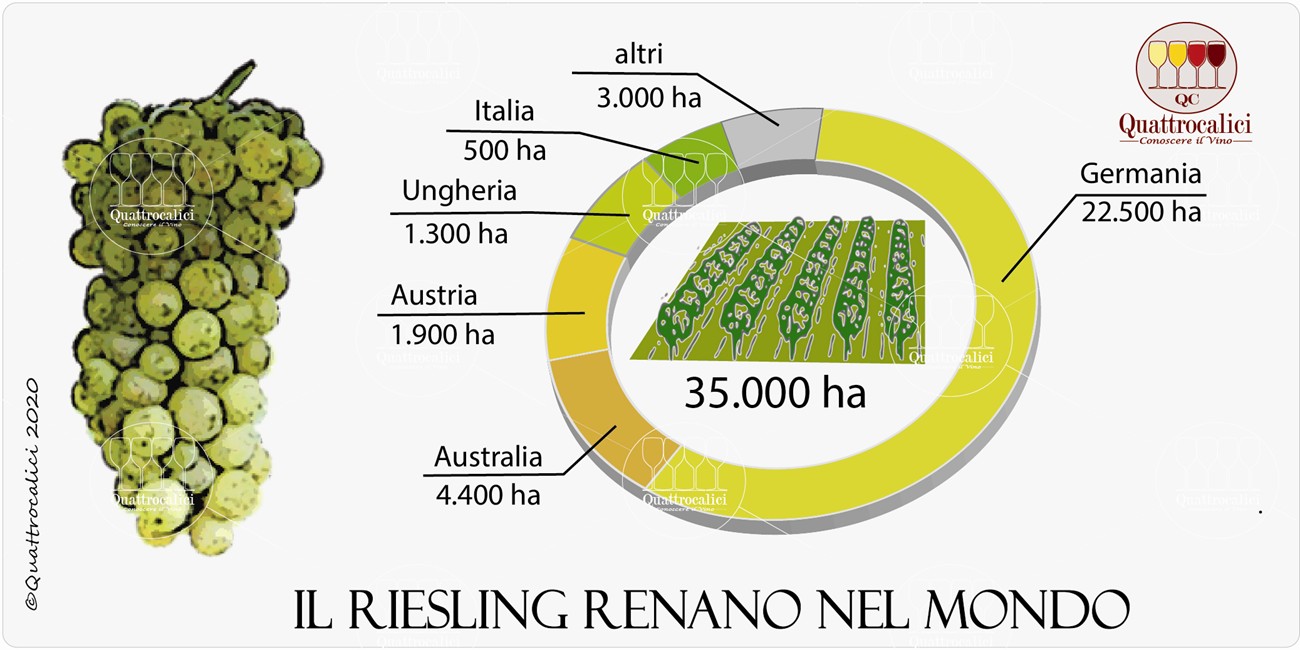 il riesling renano nel mondo