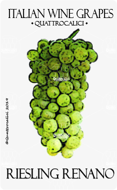 riesling renano vitigno