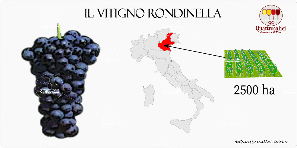vitigno rondinella