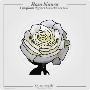 Il profumo di rosa bianca nei vini