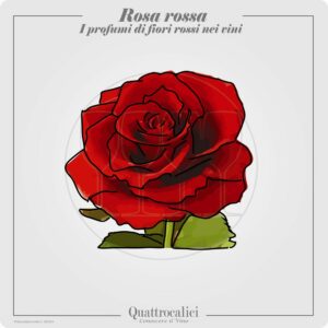 Il profumo di rosa rossa nei vini