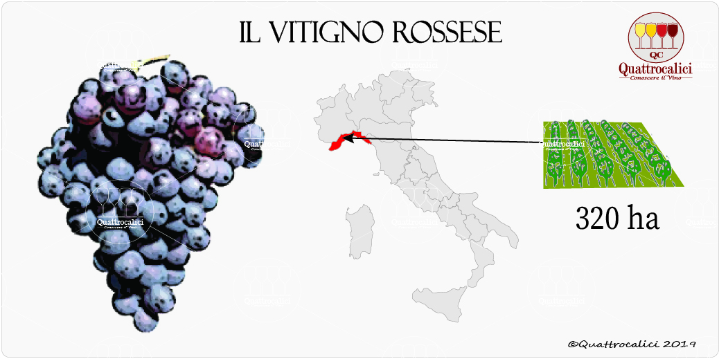 vitigno rossese