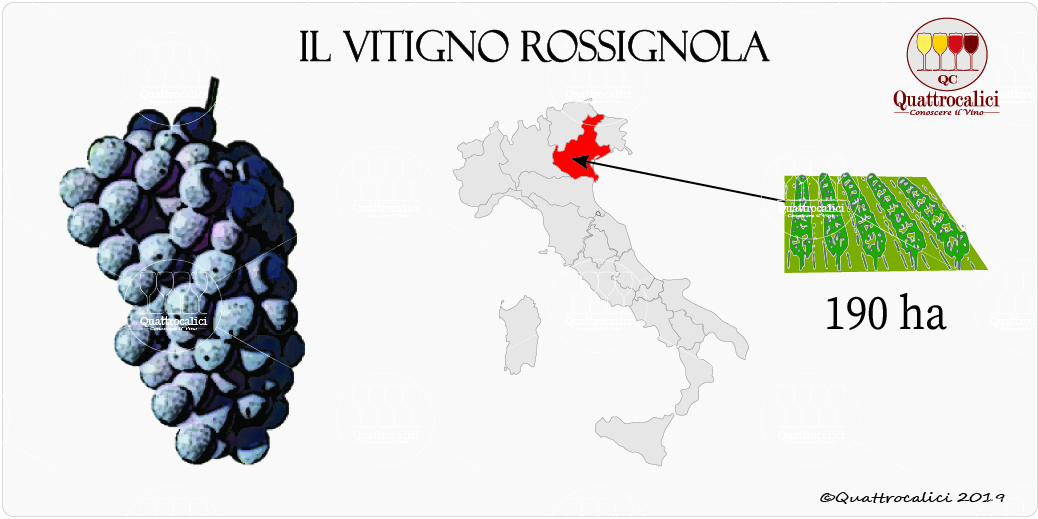 vitigno rossignola