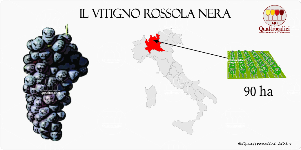 vitigno rossola nera