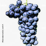 sagrantino vitigno
