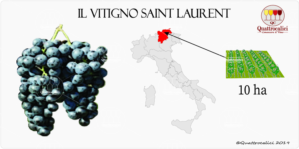 vitigno saint laurent