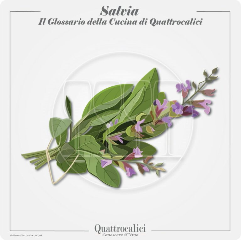 La salvia e l'abbinamento dei piatti ai vini