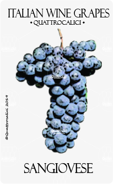 sangiovese vitigno