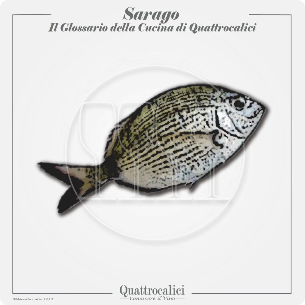 il sarago in cucina e con il vino