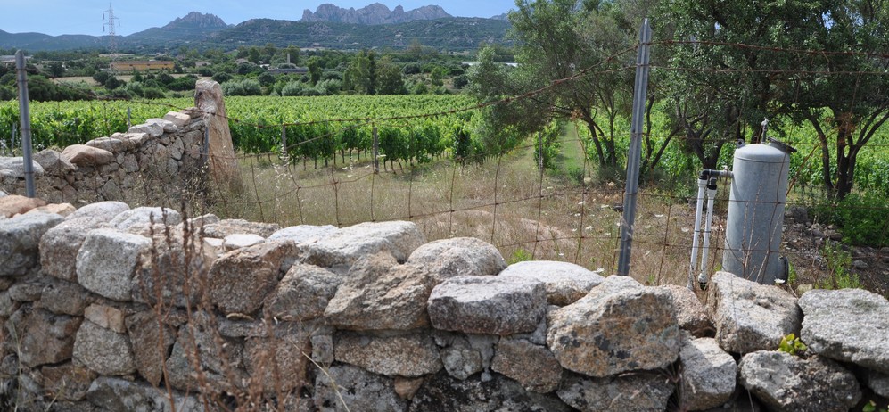 vigneti in sardegna