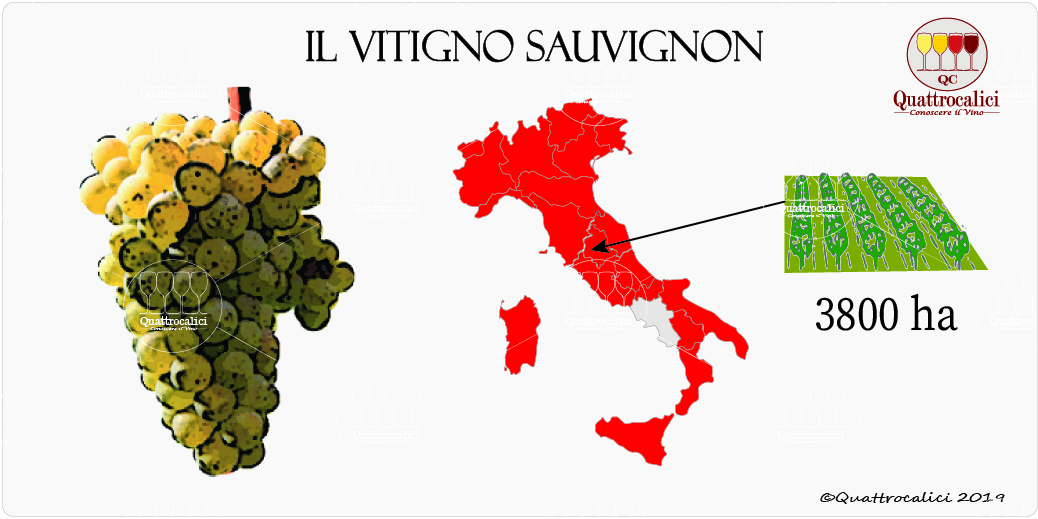 vitigno sauvignon