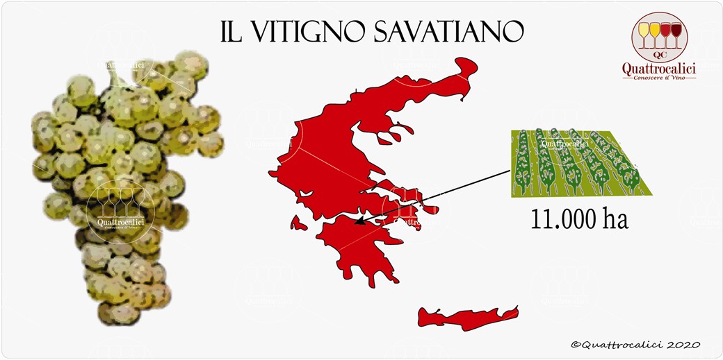 vitigno savatiano