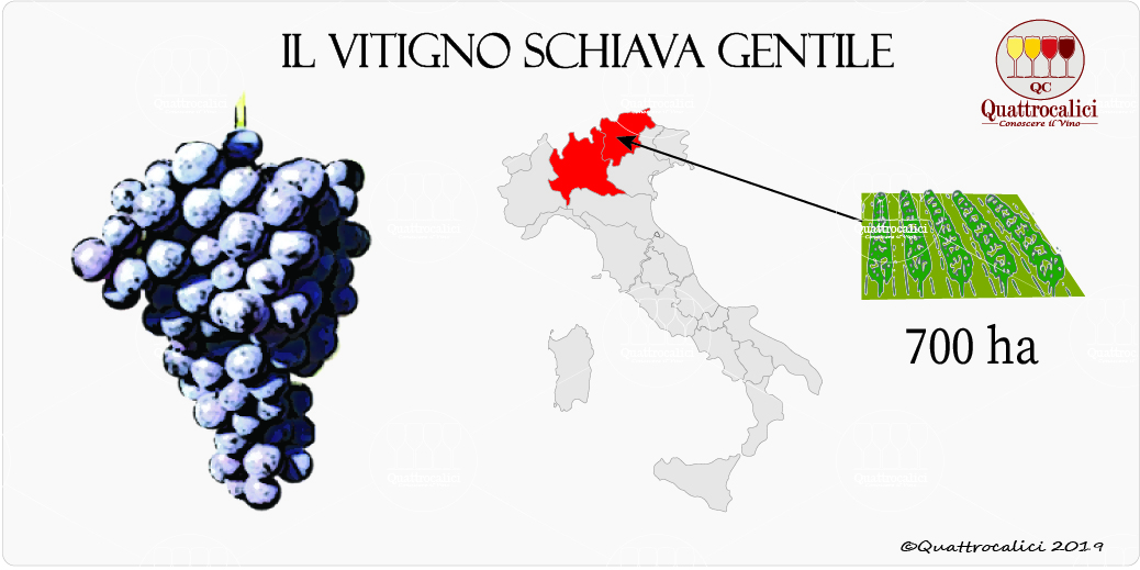 schiava gentile vitigno