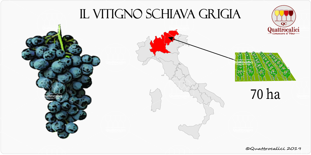vitigno schiava grigia