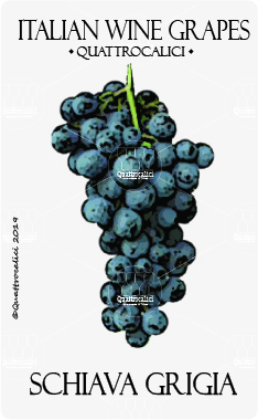 schiava grigia vitigno