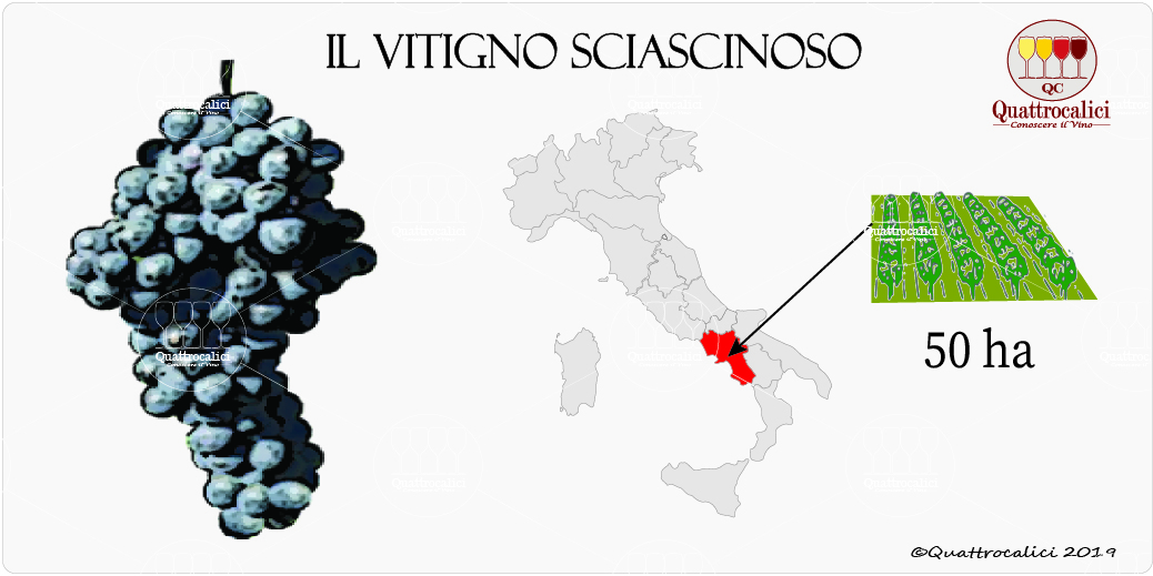 vitigno sciascinoso
