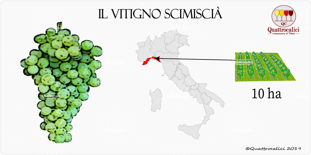 vitigno scimiscià