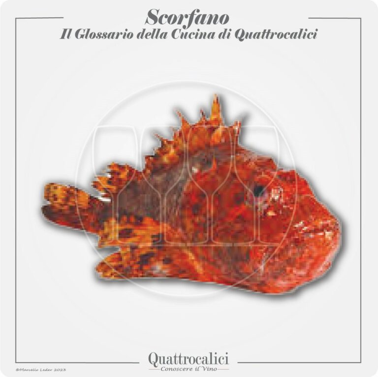 lo scorfano in cucina e con i vini