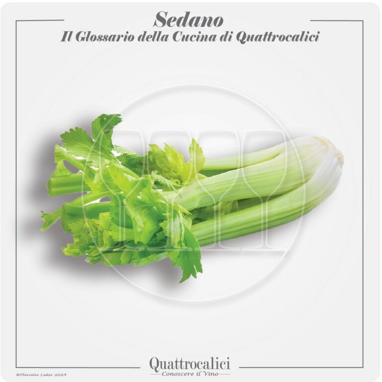 il sedano in cucina e con i vini