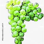 semidano vitigno