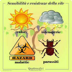 sensibilita e resistenze della vite