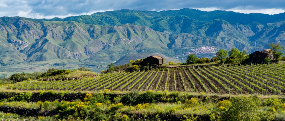 sicilia vigneti