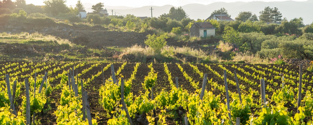 provincia siracusa vino