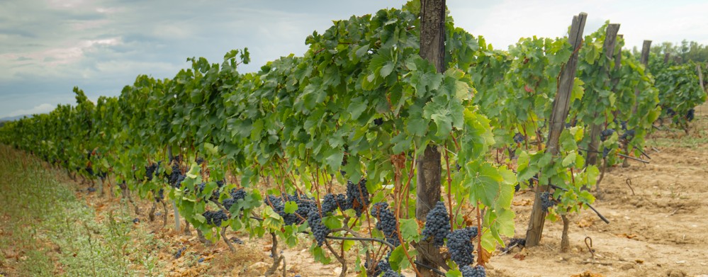 provincia sud sardegna vino