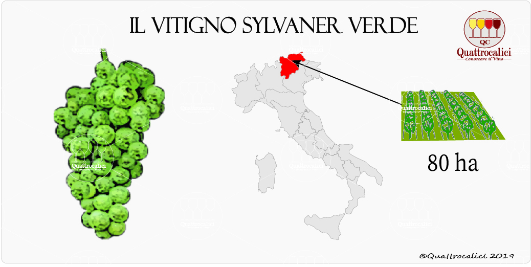 vitigno sylvaner verde
