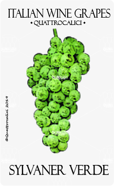 sylvaner verde vitigno