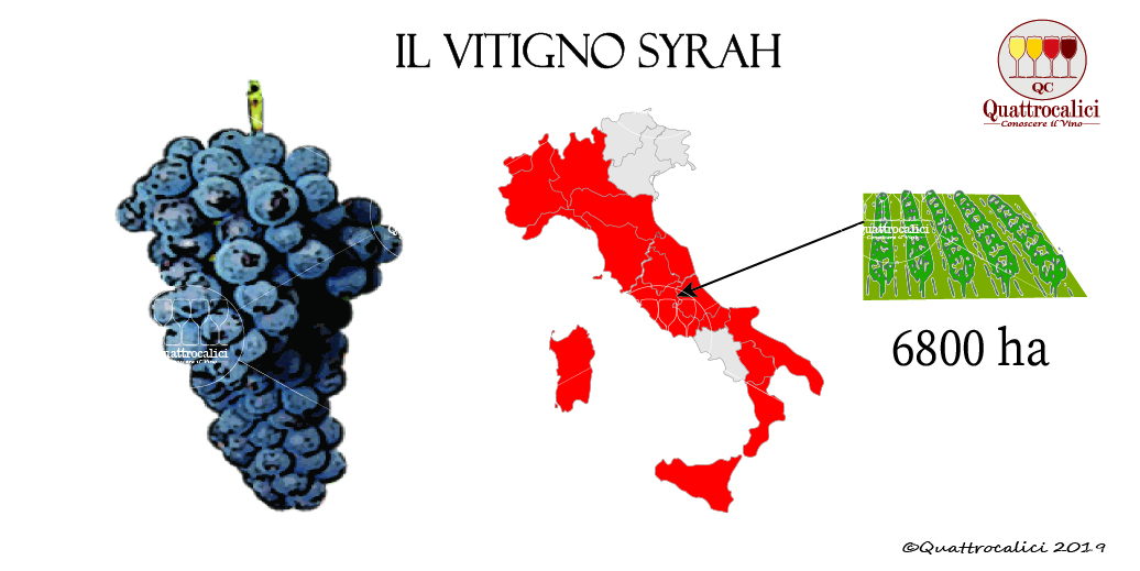syrah vitigno