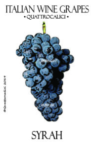 syrah vitigno