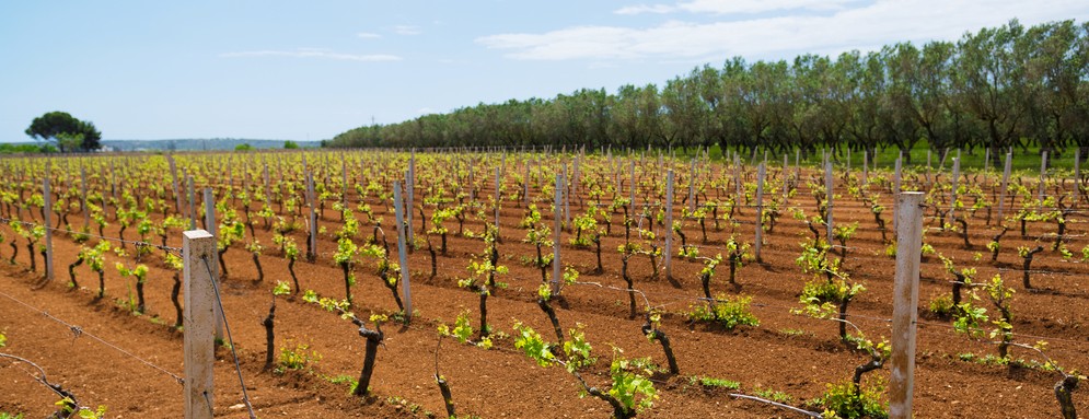 provincia taranto vino