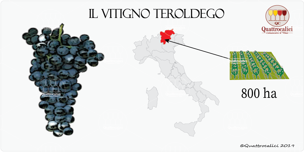 vitigno teroldego