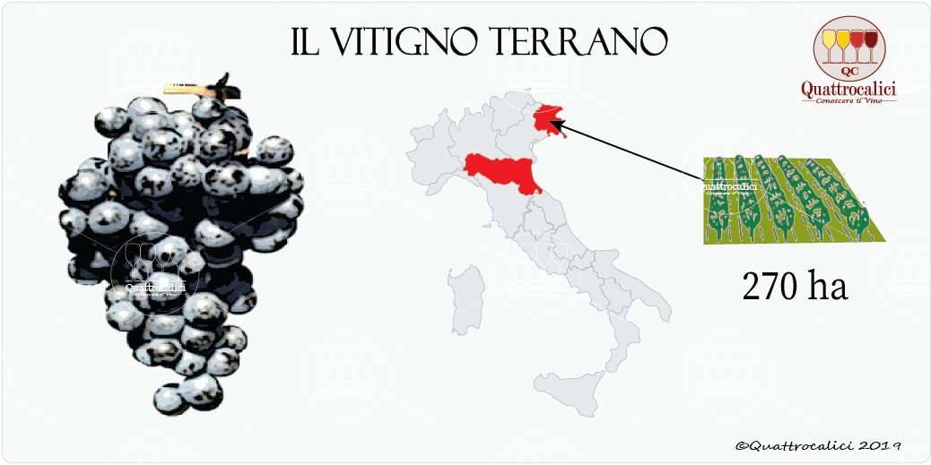 vitigno terrano