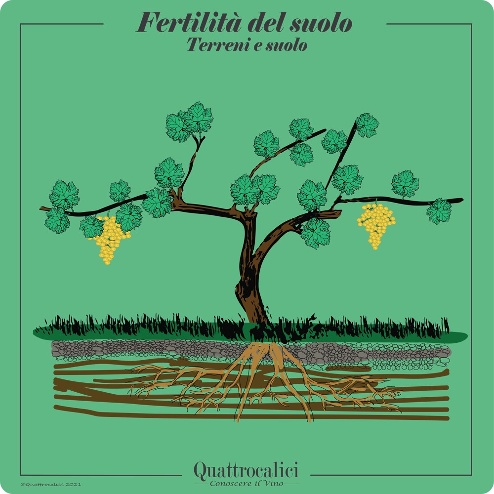 fertilità terreno in viticoltura