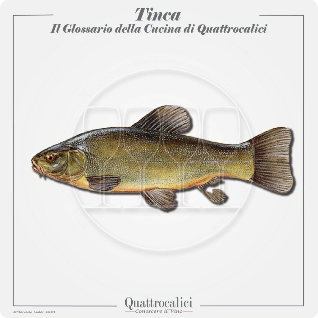 la tinca in cucina e con il vino