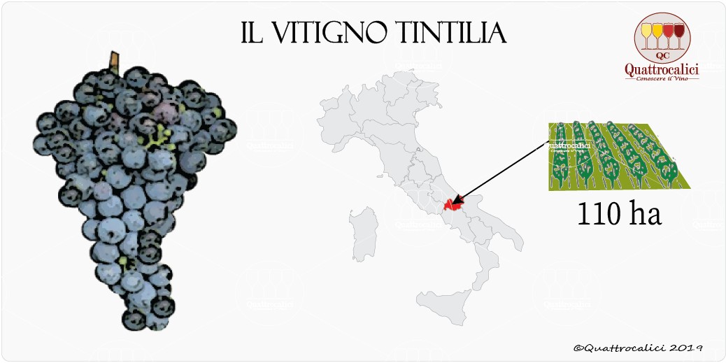 vitigno tintilia