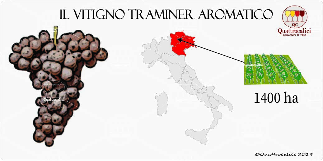 vitigno traminer aromatico