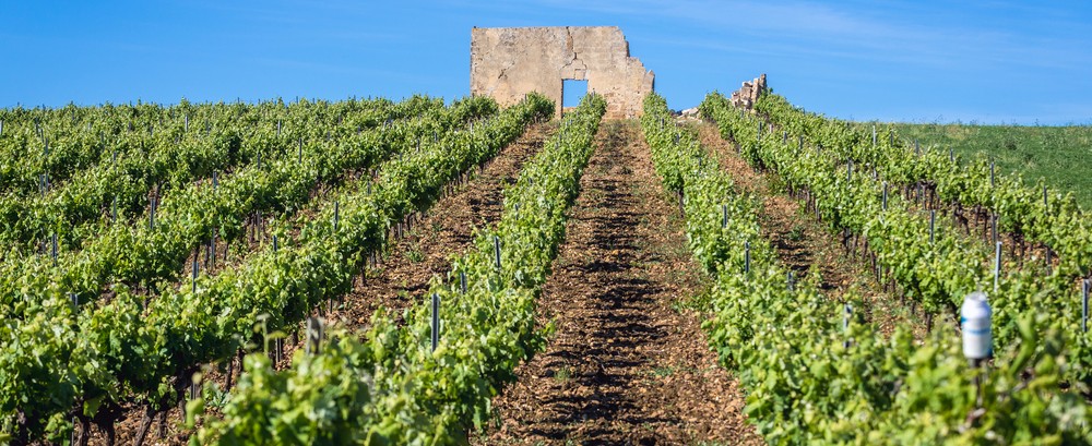 provincia trapani vino