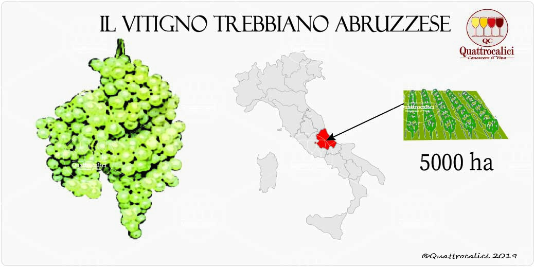 vitigno trebbiano abruzzese