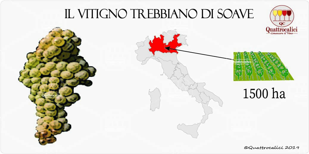 vitigno trebbiano di soave