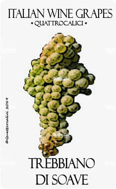 trebbiano di soave vitigno
