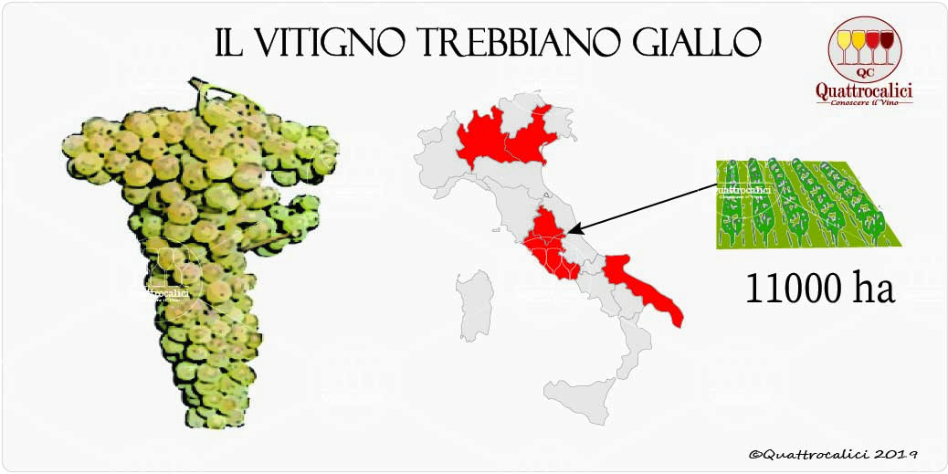vitigno trebbiano giallo