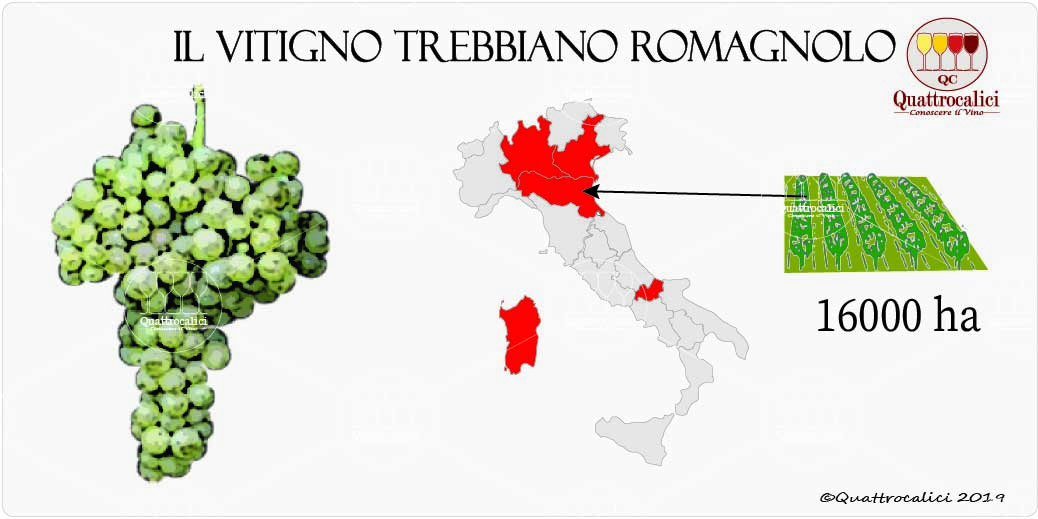 vitigno trebbiano romagnolo