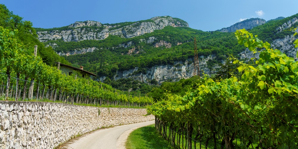 la provincia di trento e il vino