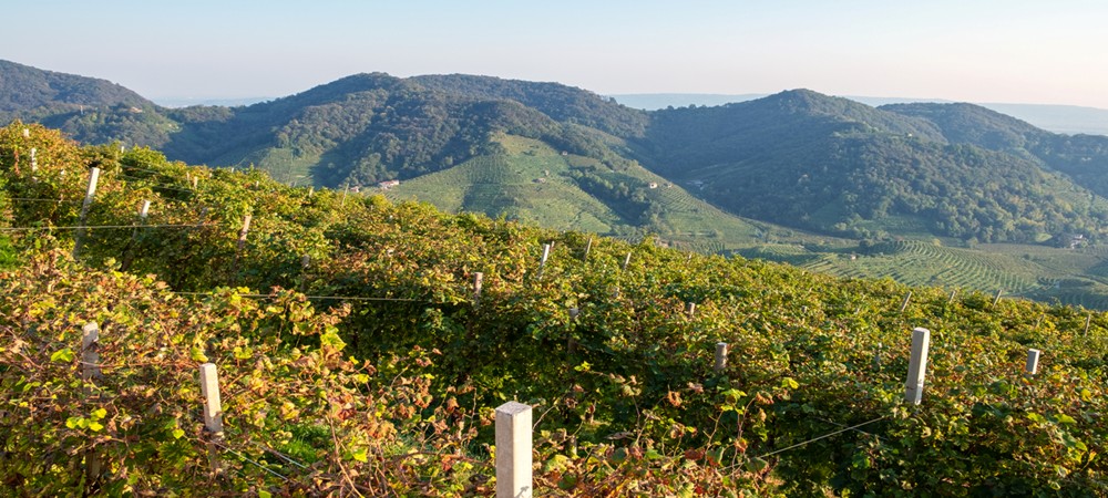 treviso vini