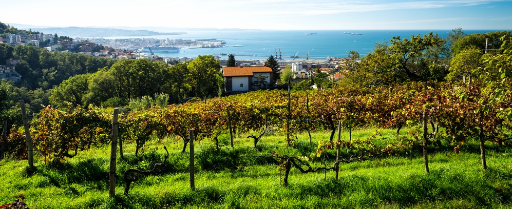 provincia trieste vini